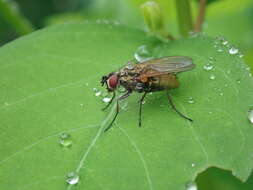 Image of Root-maggot fly