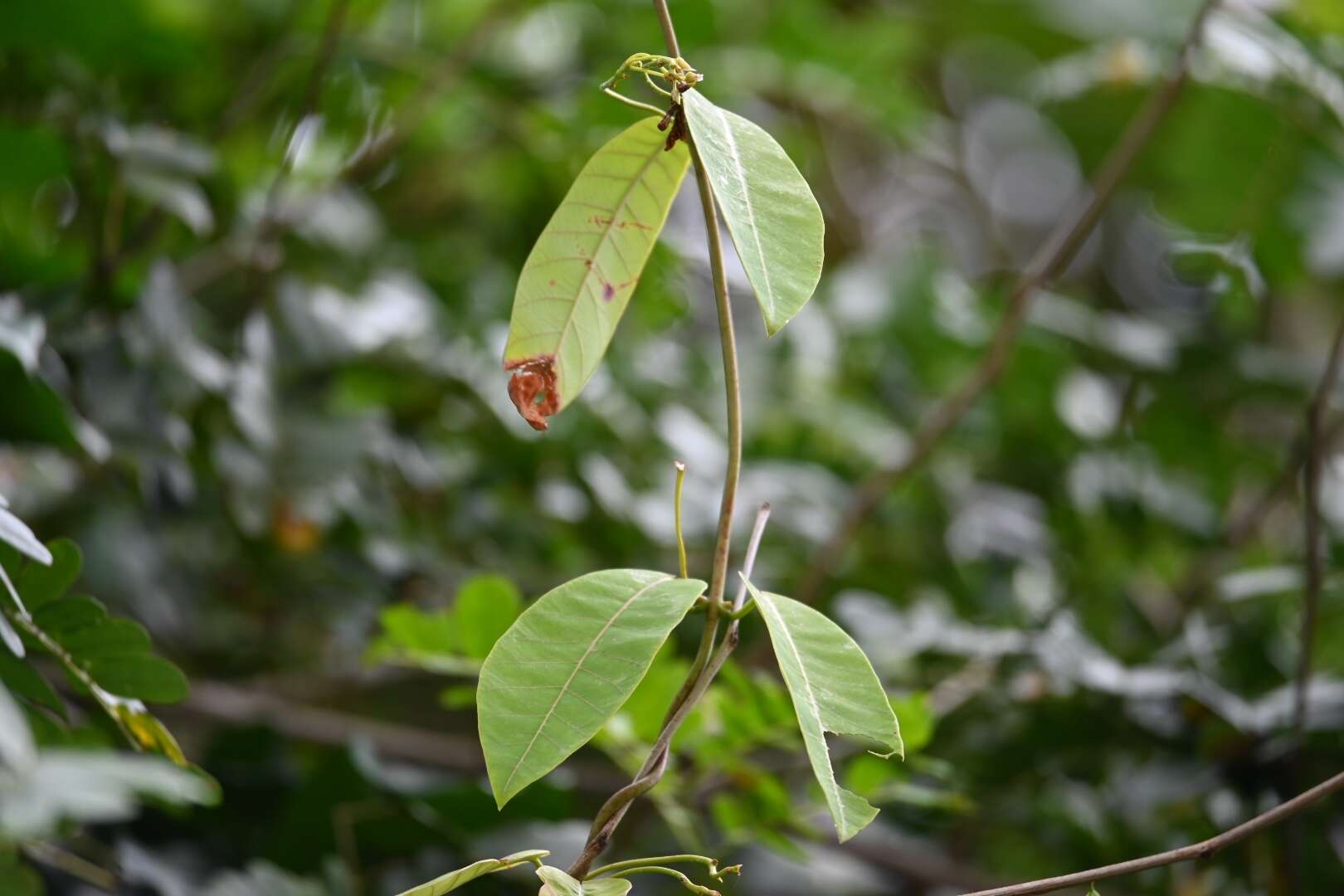 Plancia ëd Odontadenia nitida (M. Vahl) Müll. Arg.