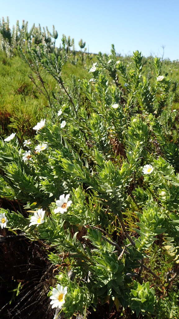 Imagem de Osmitopsis asteriscoides (L.) C. F. Less.