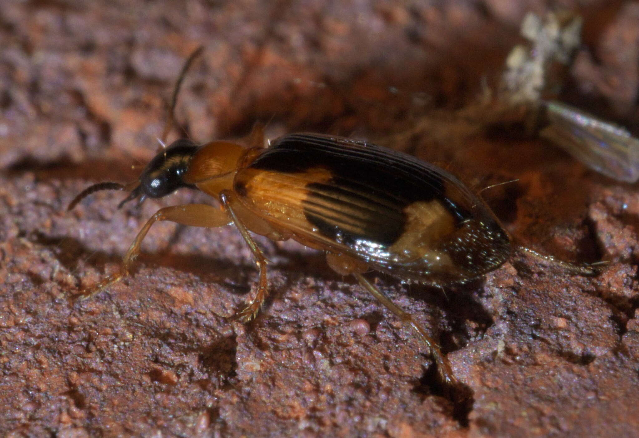 Image of Lebia (Lebia) analis Dejean 1825