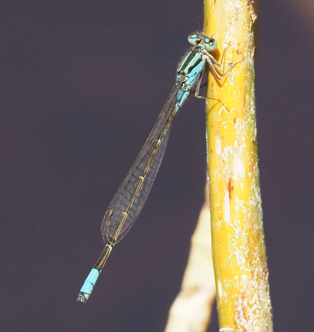 Image of Catshead Sprite