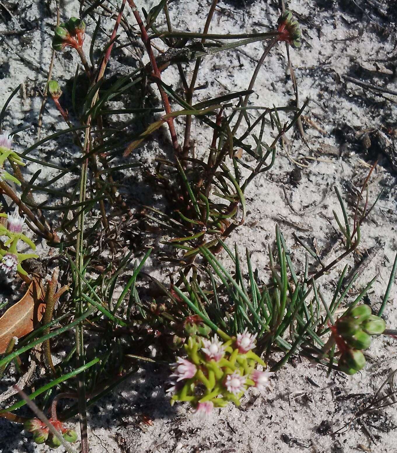 Image of Eustegia minuta (L. fil.) N. E. Br.