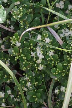 Image of Dune myrtle