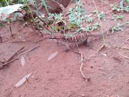 Image de Hemidactylus whitakeri Mirza, Gowande, Patil, Ambekar & Patel 2018