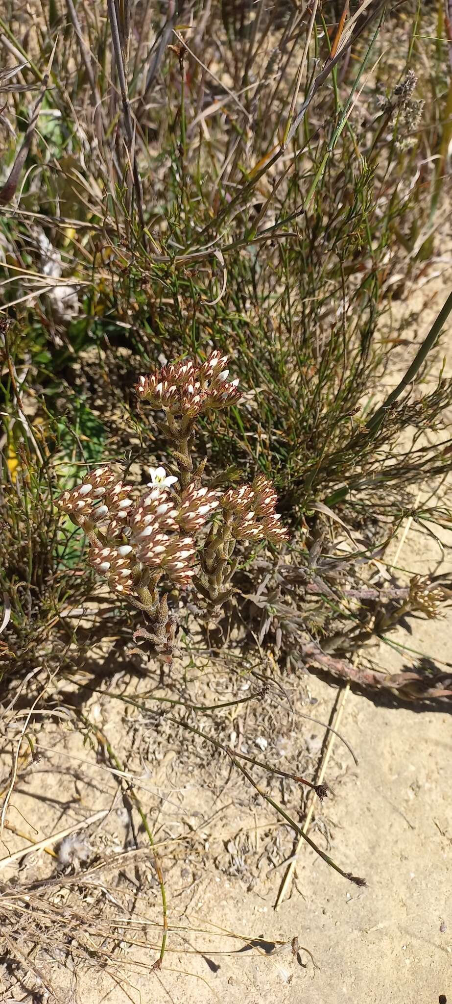 Image of Crassula scabra L.