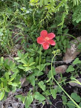 Imagem de Hibiscus barbosae Exell