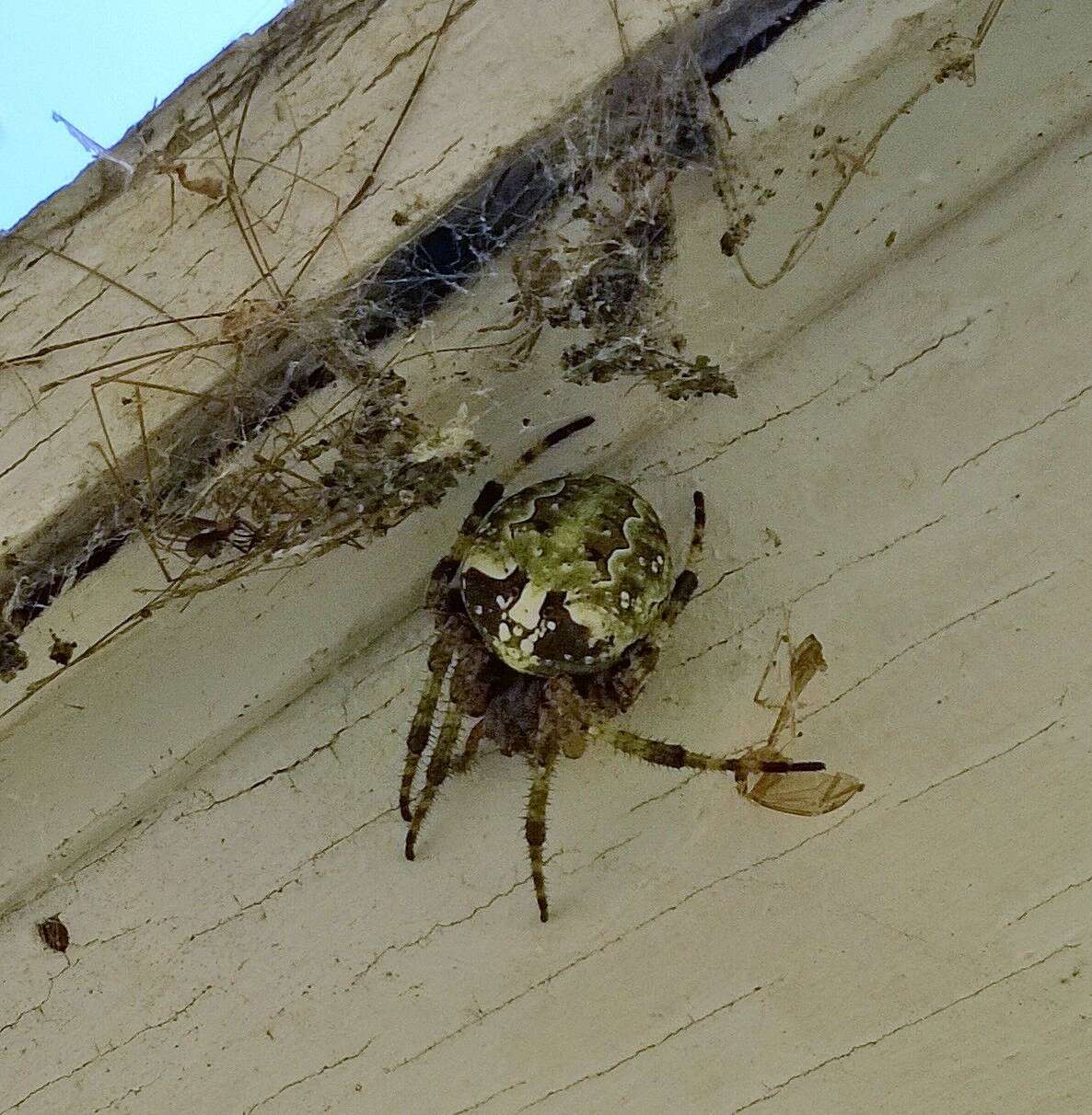 Image of Giant Lichen Orbweaver