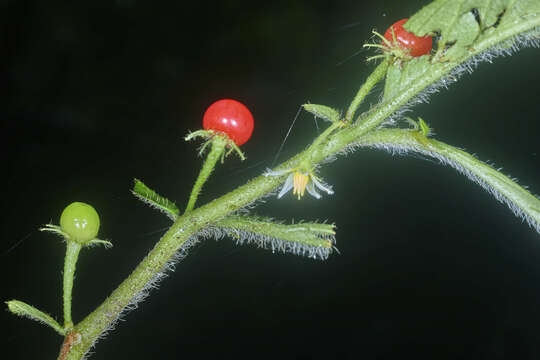 صورة Lycianthes inaequilatera (Rusby) Bitter