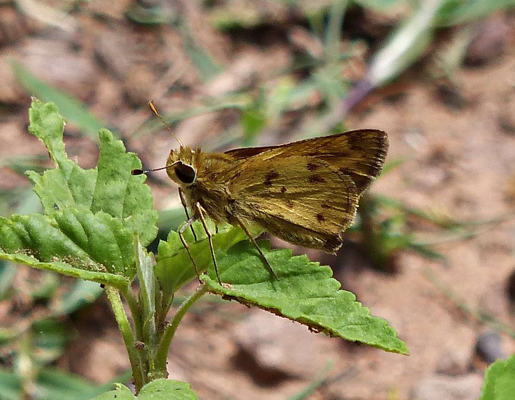 Image of Polites vibex catilina Plötz 1886