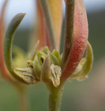 Image of salty buckwheat