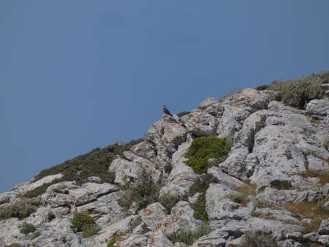 Image of Eleonora's Falcon