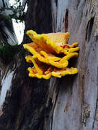 Image of Laetiporus gilbertsonii Burds. 2001