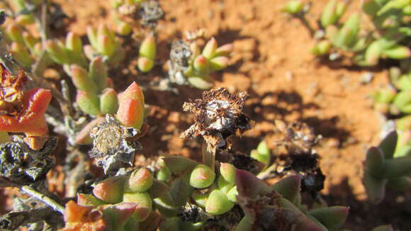 Image of Octopoma tanquanum Klak