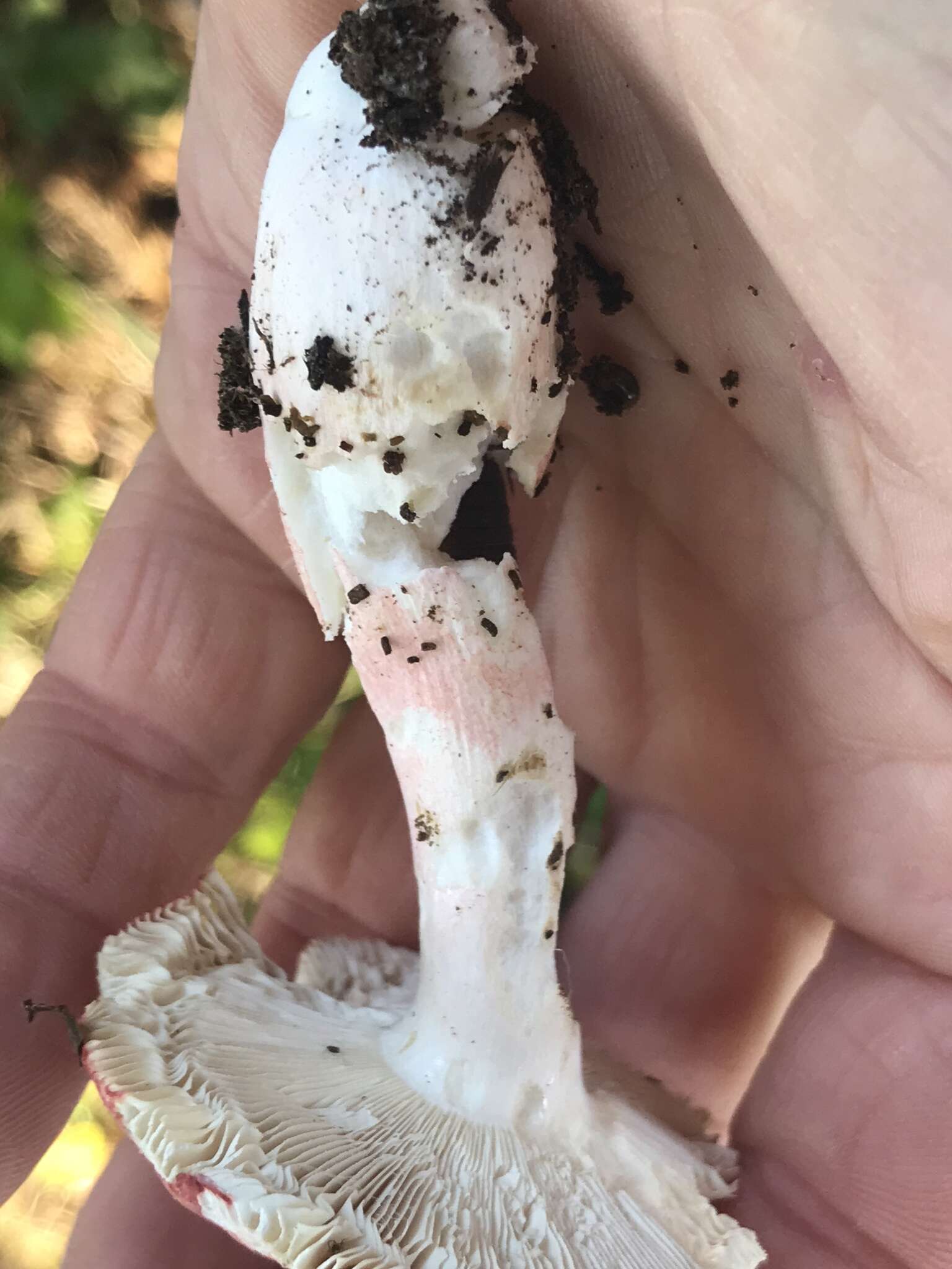 Image of Russula peckii Singer 1943