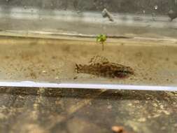 Image of Banded Pygmy Sunfish