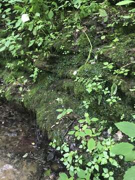 Image of Dumortieraceae