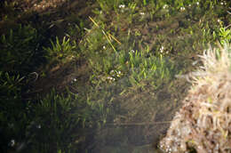 Image de Subularia monticola A. Braun ex Schweinf.