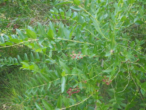 Image of Coriaria myrtifolia L.