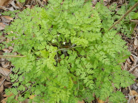 Image of hairyfruit chervil