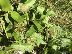 Plancia ëd Clematis ochroleuca