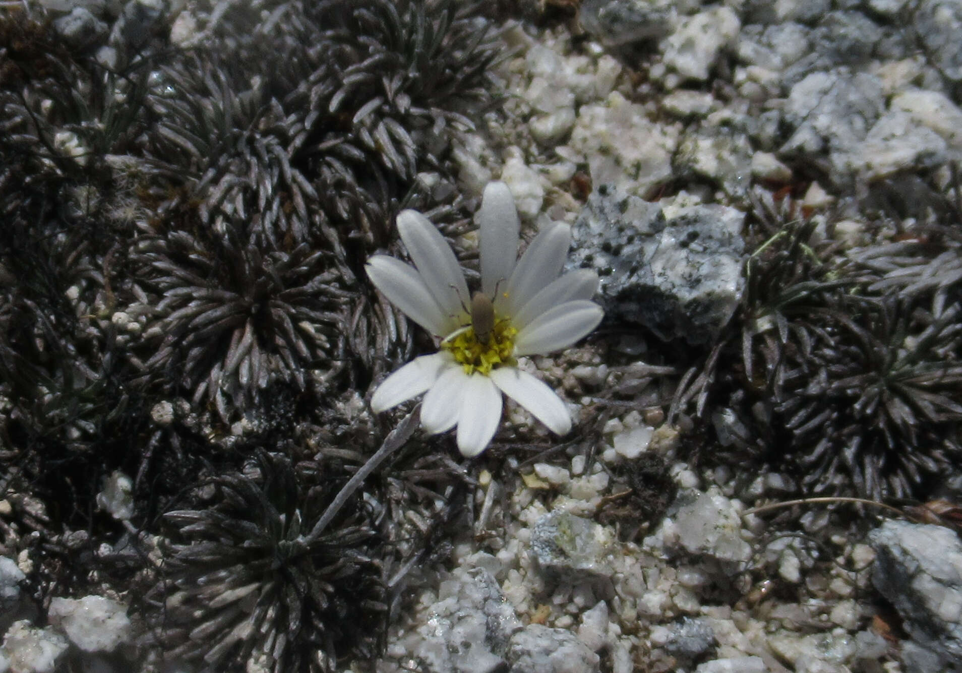 Plancia ëd Celmisia similis Given