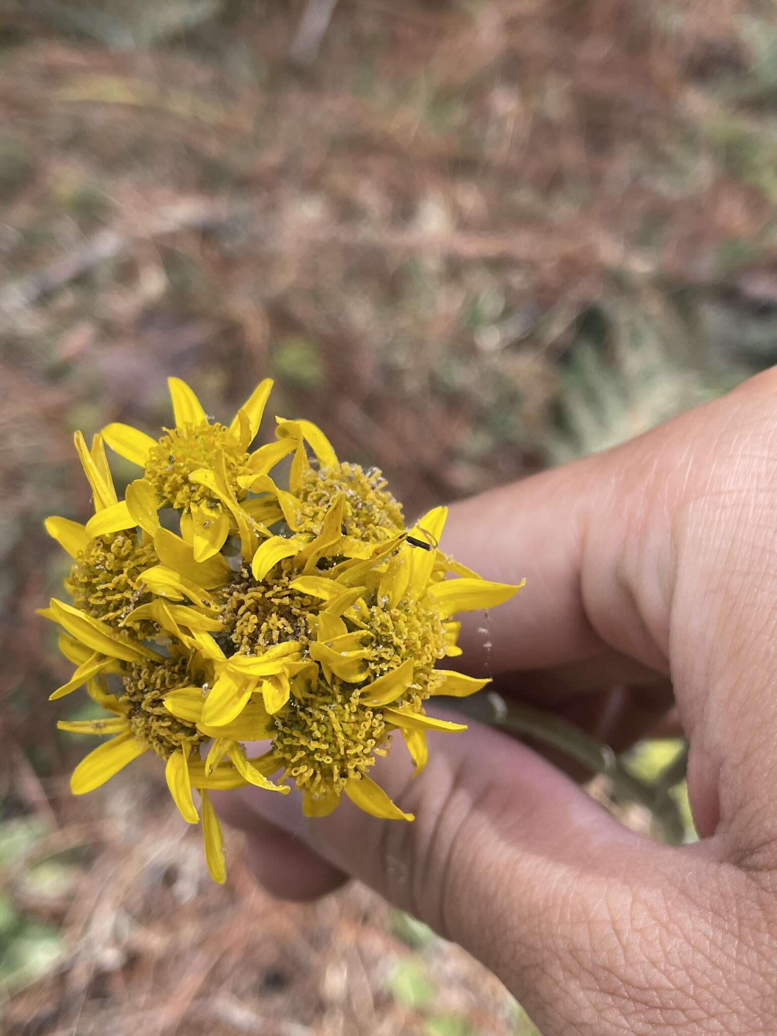 Image de Packera bellidifolia (Kunth) W. A. Weber & Á. Löve