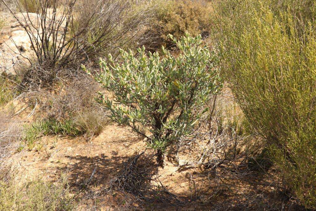 Imagem de Phiambolia longifolia Klak