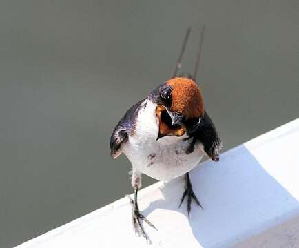 Image of Hirundo smithii smithii Leach 1818