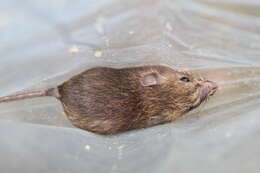 Image of Desmarest's Spiny Pocket Mouse