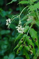 Image of White Elderberry