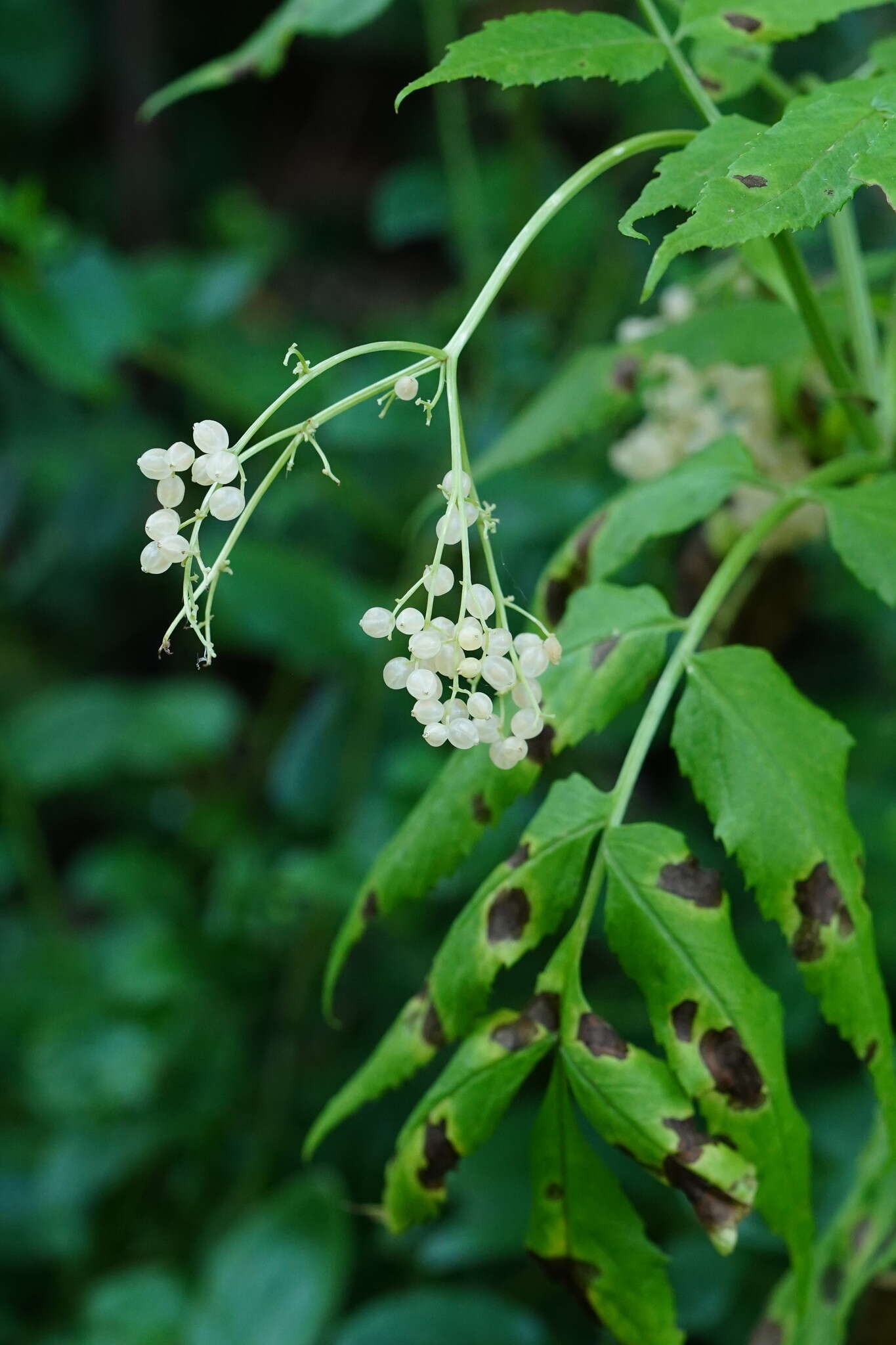 Image of White Elderberry