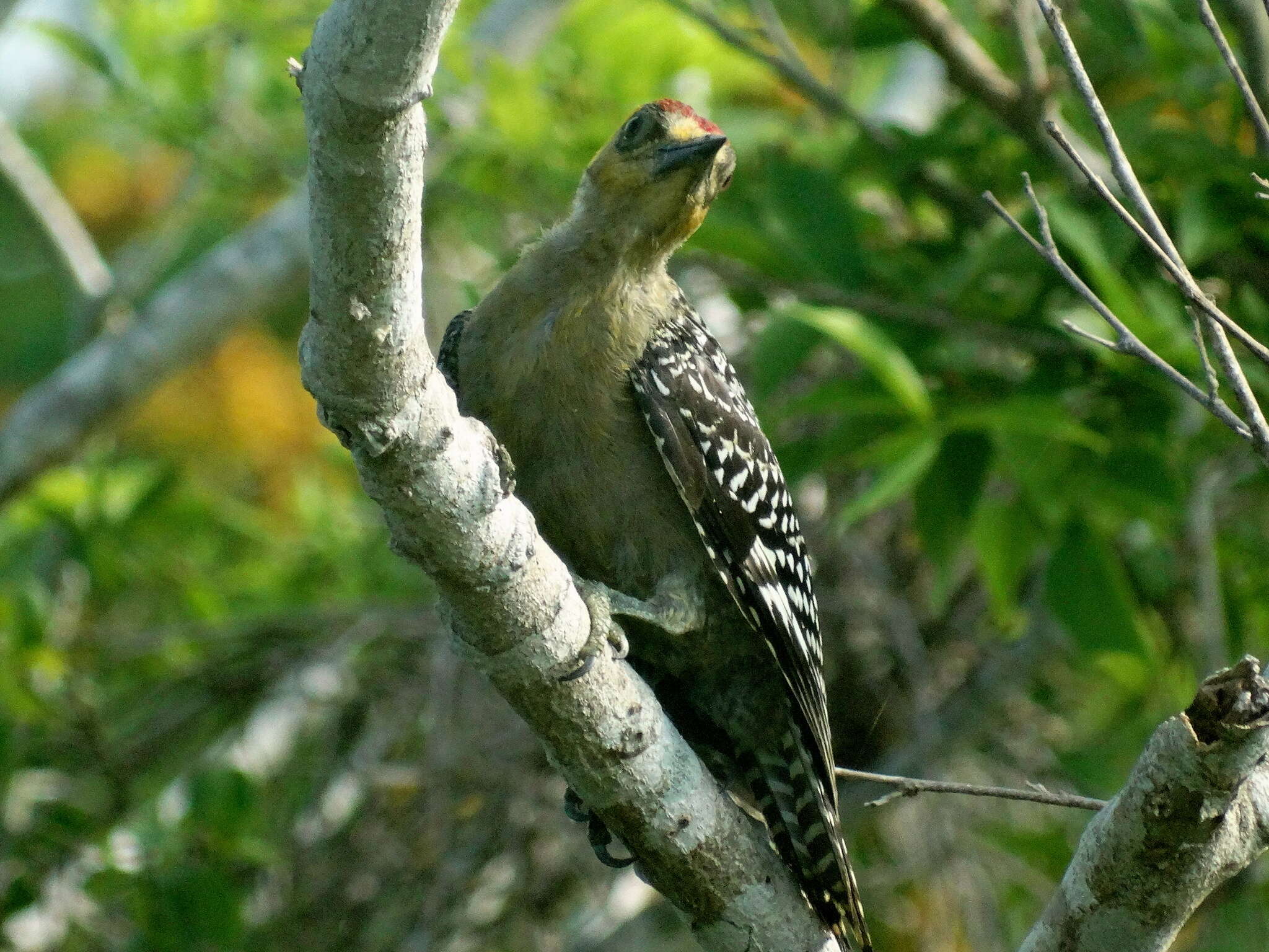 Image of Golden-cheeked Woodpecker