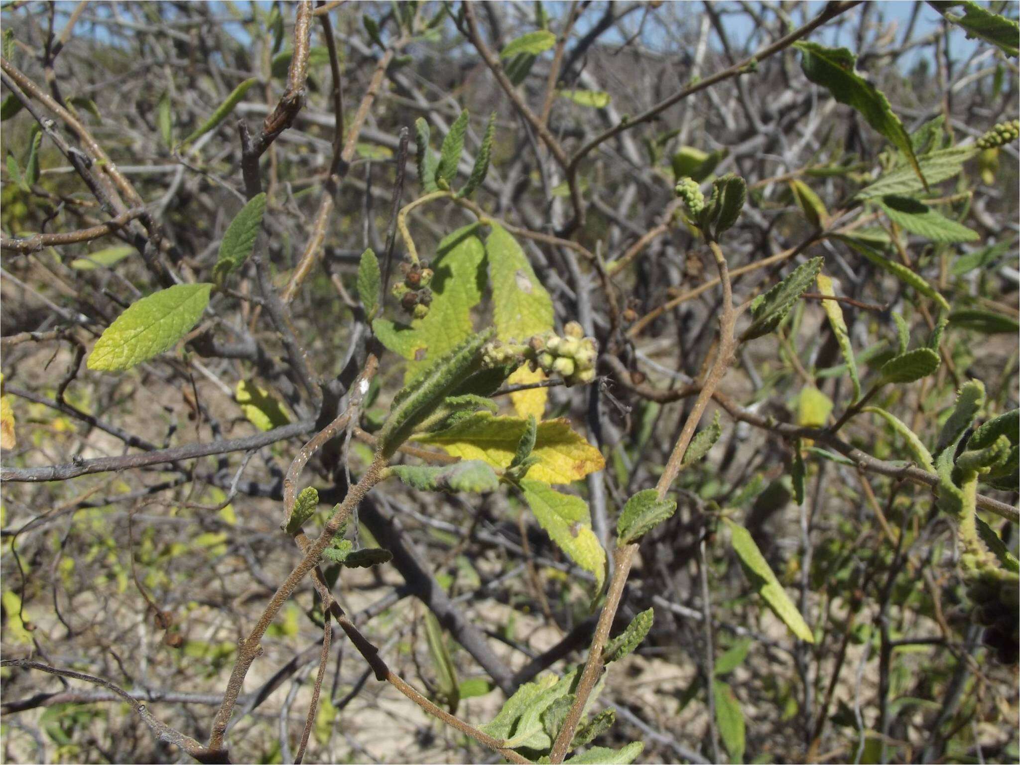 Image of black sage