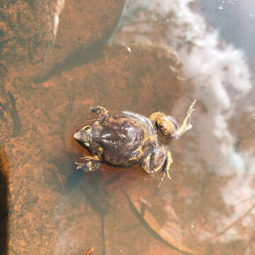 Image of Marbled Snout-burrower