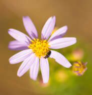 Image of Ionactis linariifolia (L.) Greene