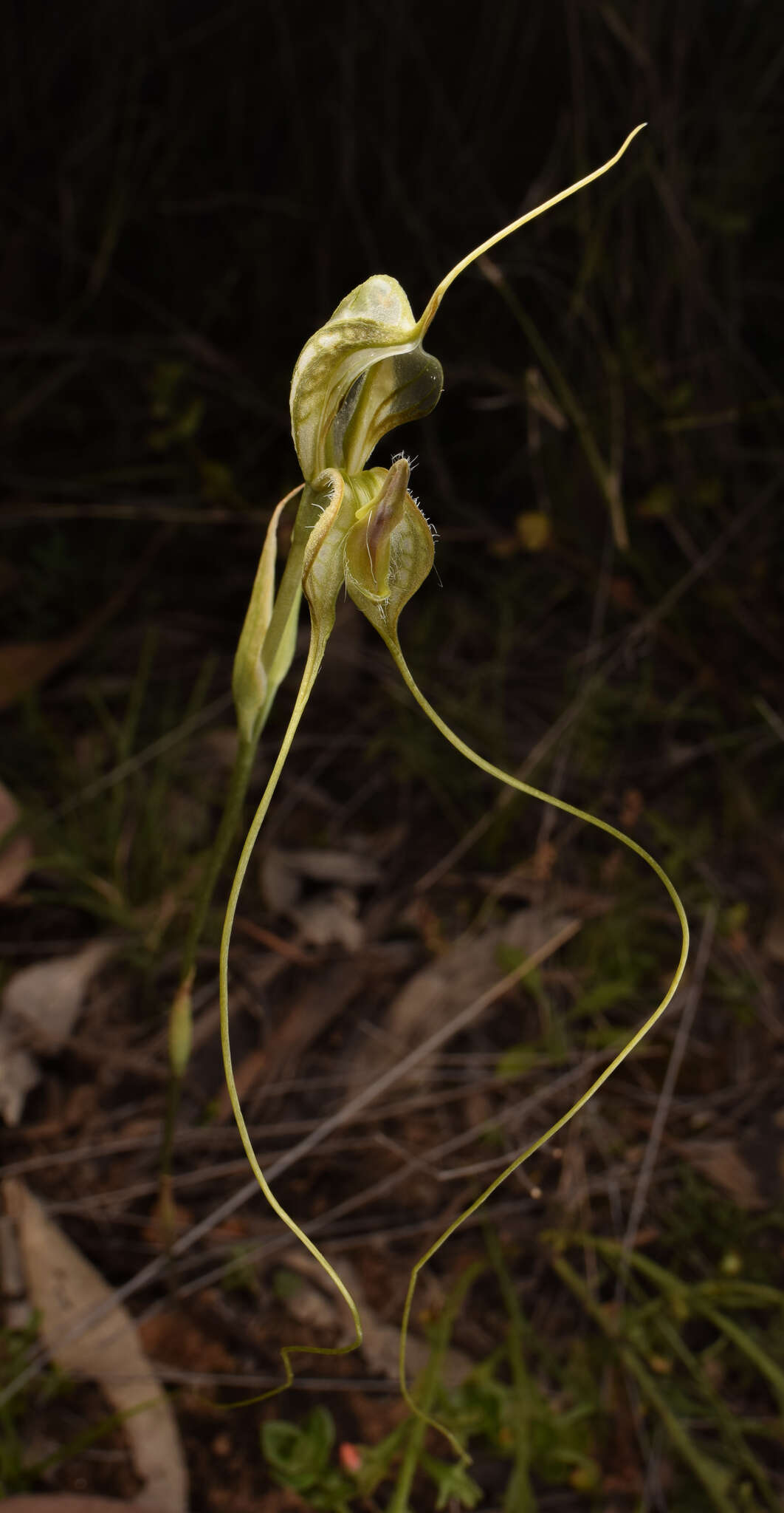 Image of Long-tailed rustyhood