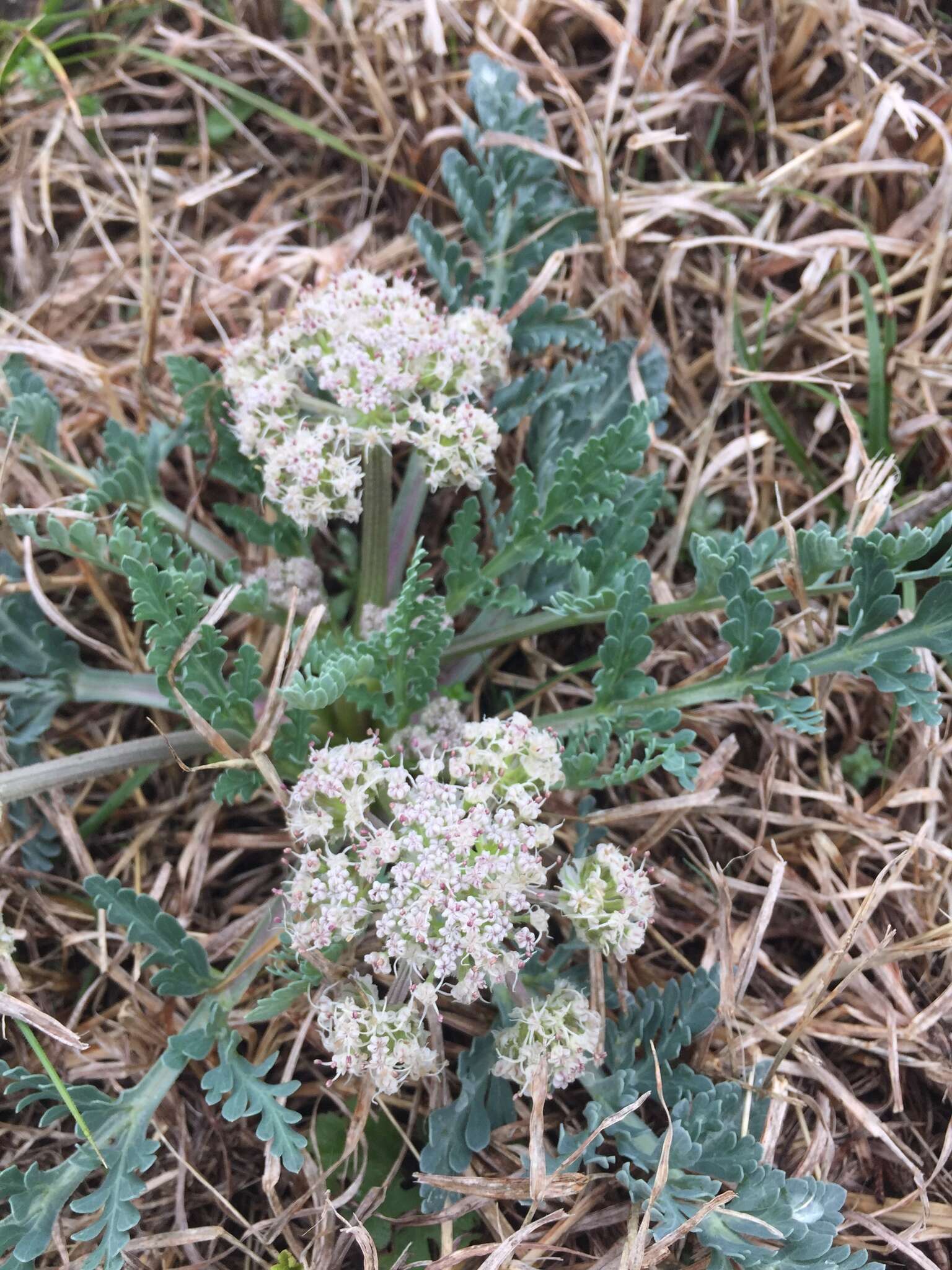 Image of bigroot springparsley