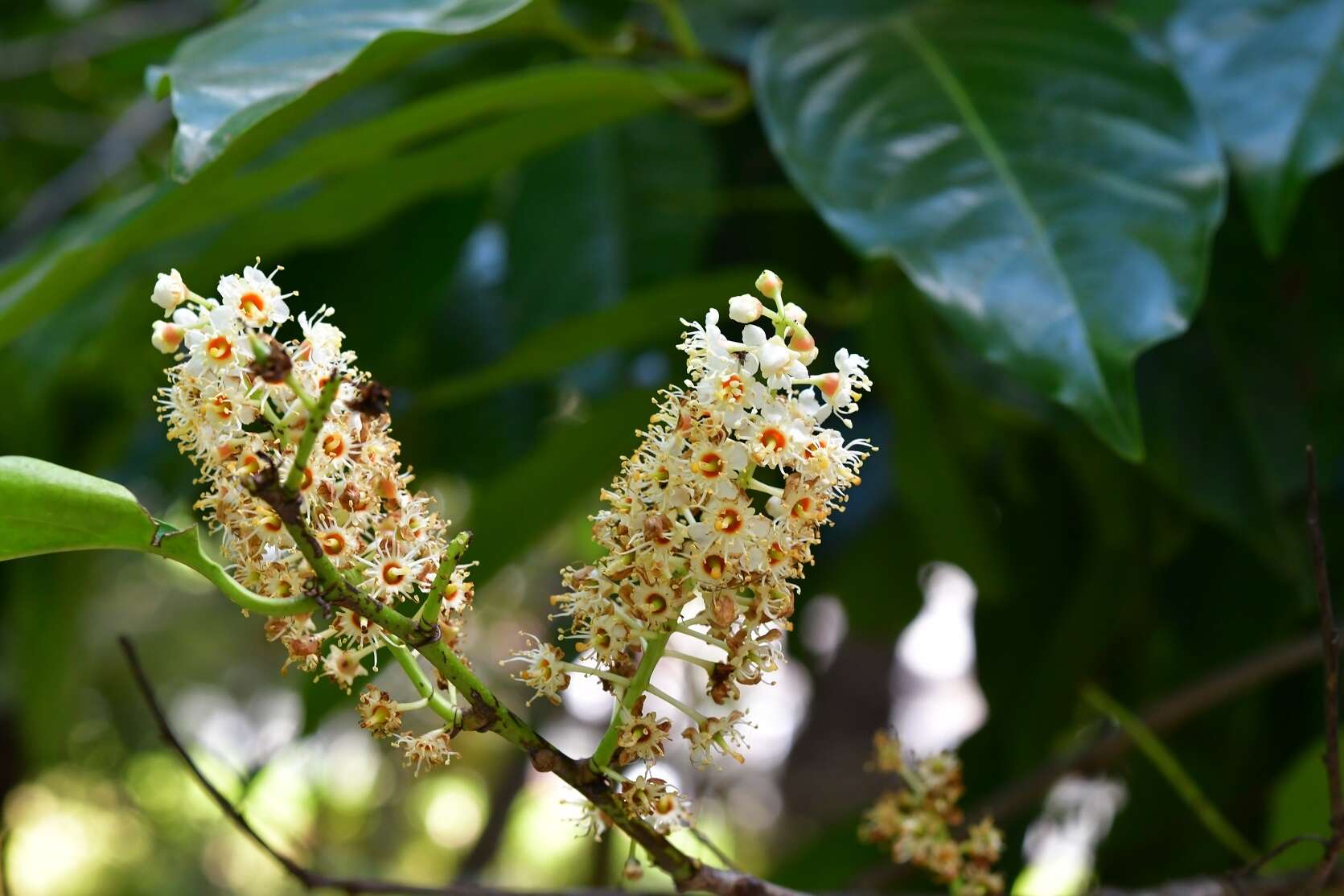 Prunus tetradenia Koehne resmi