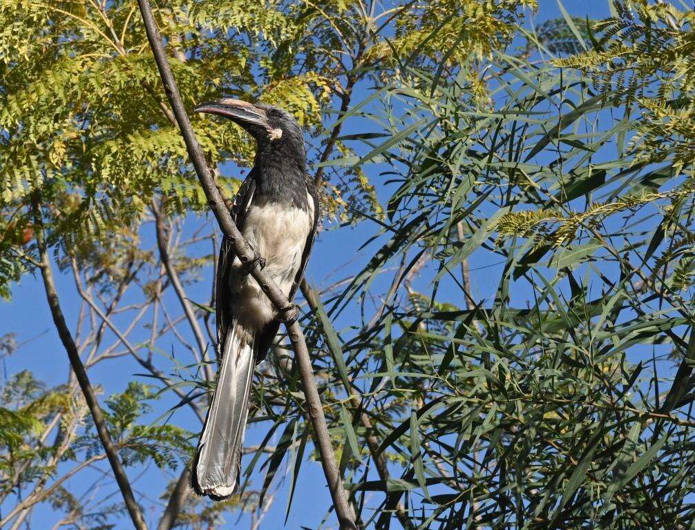 Image of Hemprich's Hornbill