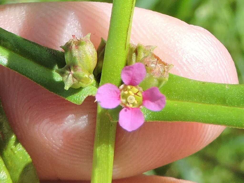 صورة Ammannia coccinea Rottb.