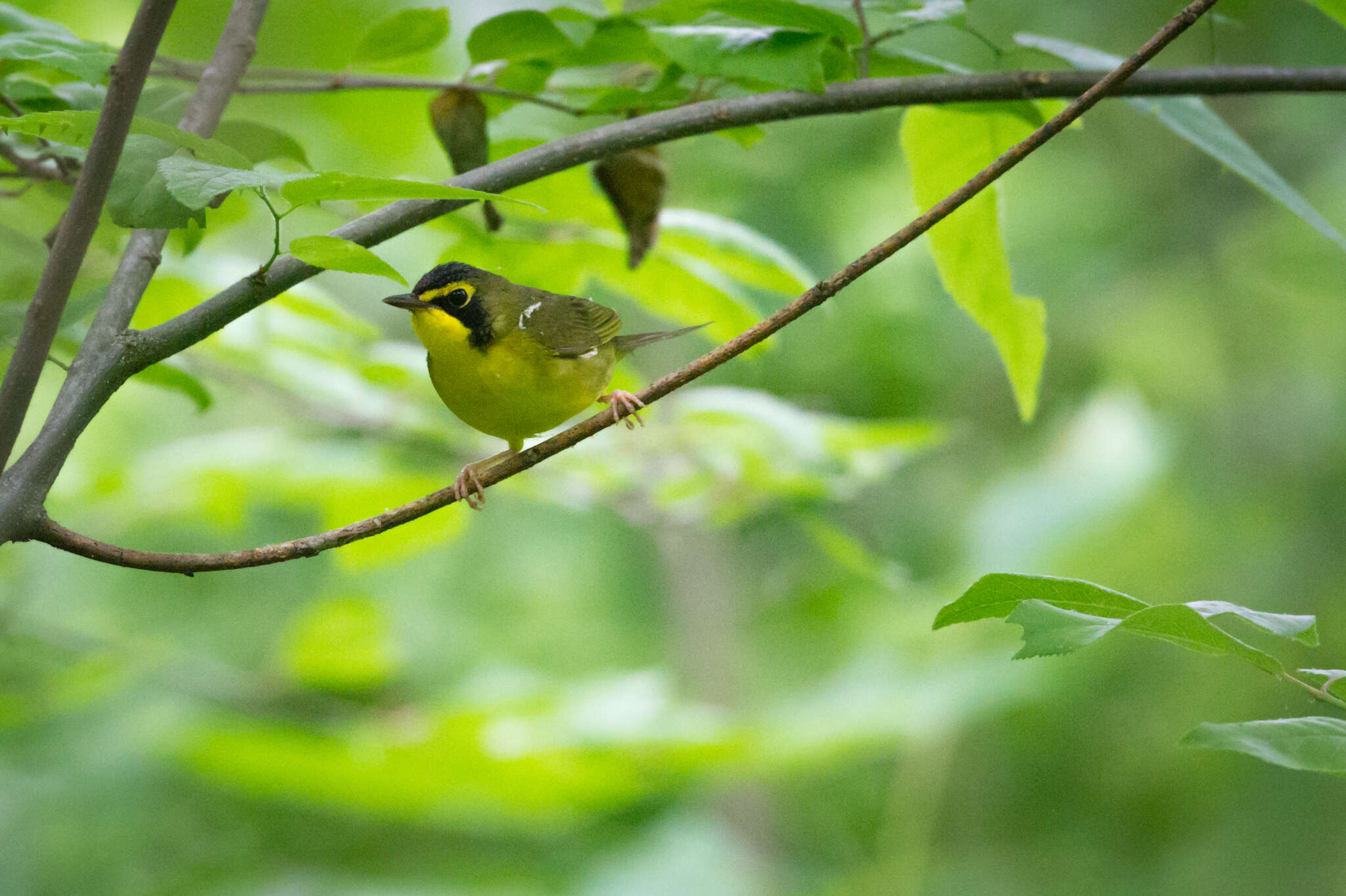 Image de Paruline du Kentucky