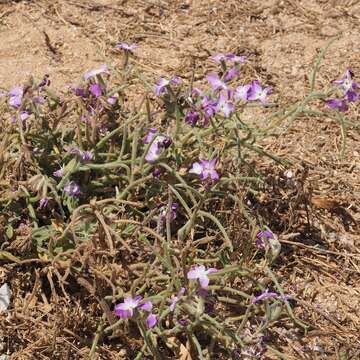 Image of Matthiola tricuspidata (L.) W. T. Aiton