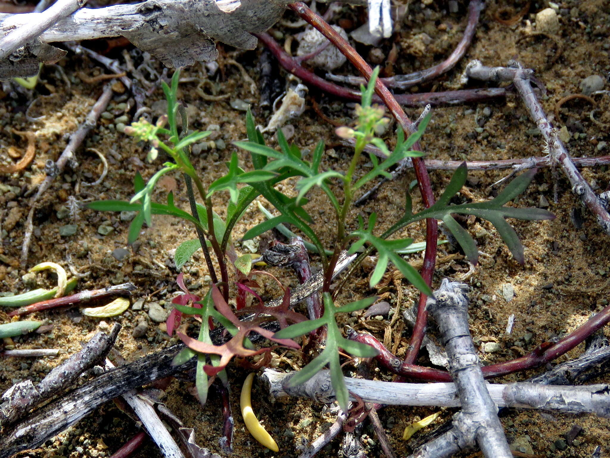 Image of Lepidium divaricatum subsp. divaricatum