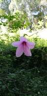 Image of Forest pink hibiscus