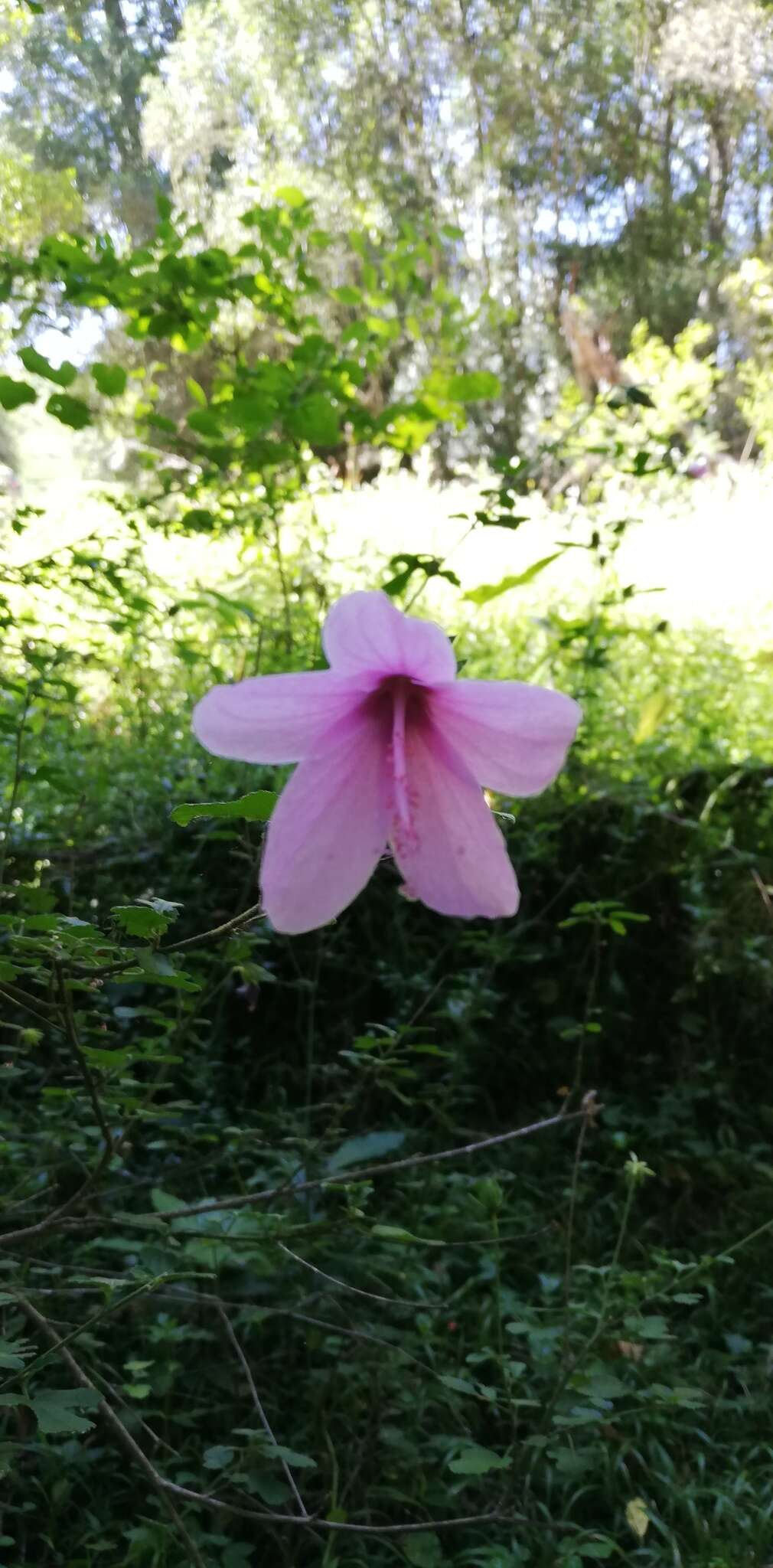 Image of Forest pink hibiscus