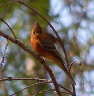 Image of Mitrephanes phaeocercus tenuirostris Brewster 1888