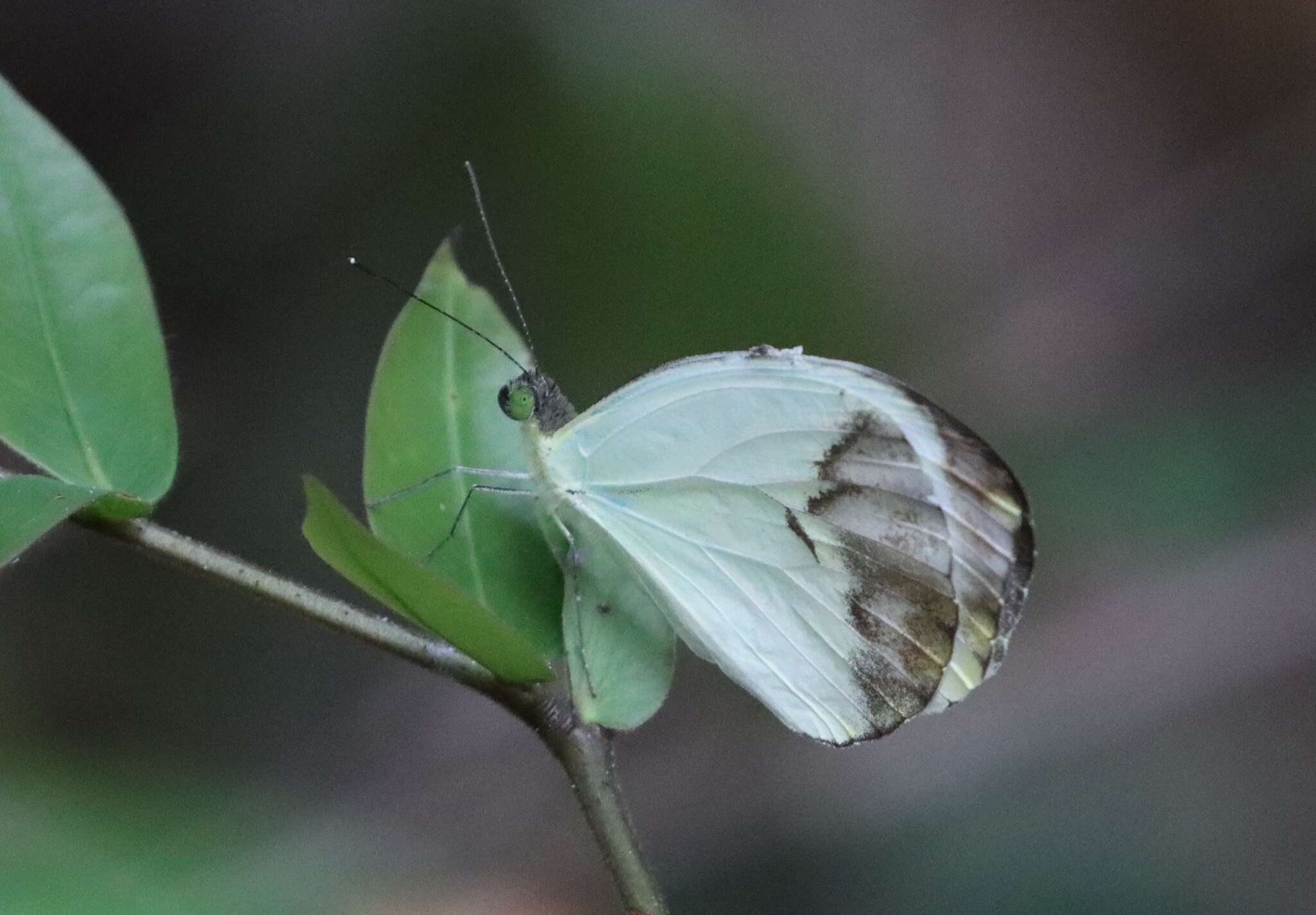 Image of Nepheronia pharis (Boisduval 1836)