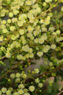 Imagem de Acacia aspera subsp. parviceps N. G. Walsh