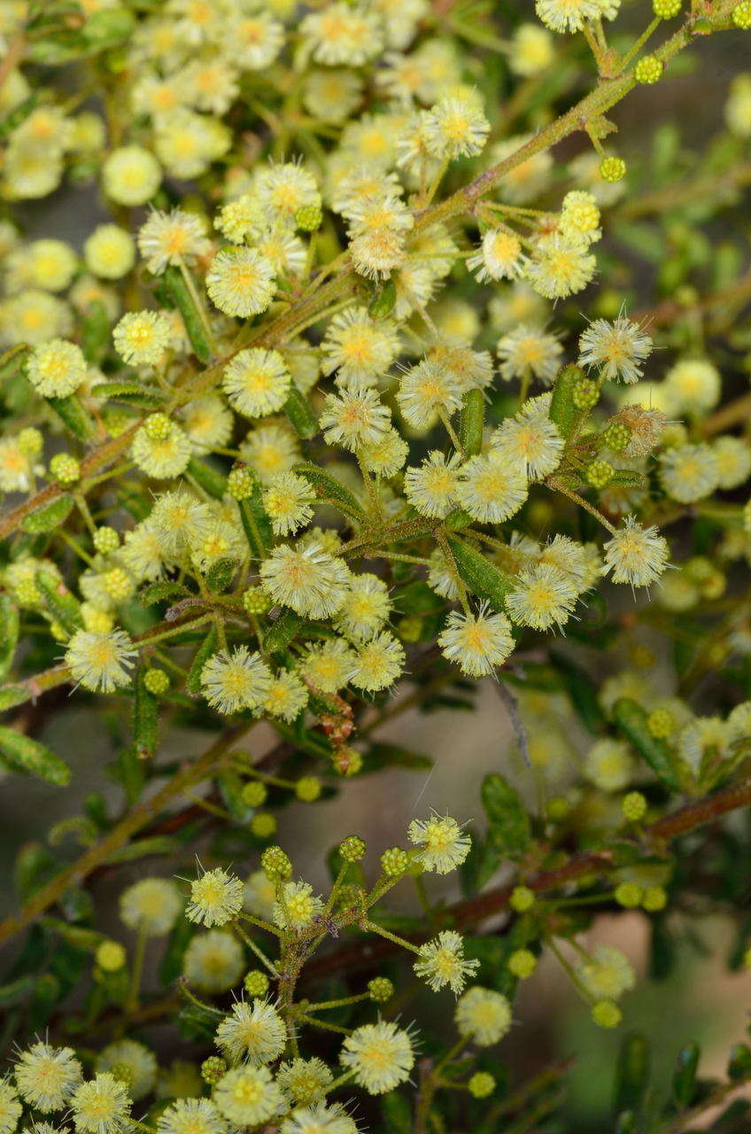 Image of Acacia aspera subsp. parviceps N. G. Walsh