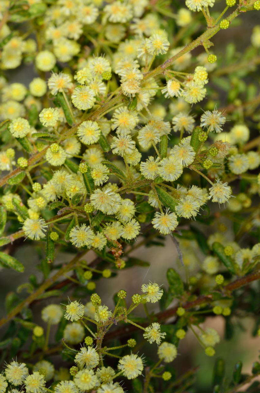 Imagem de Acacia aspera subsp. parviceps N. G. Walsh